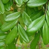 Buy Laxmitaru plant ,Simarouba Glauca, Paradise Tree from Nursery Nisarga