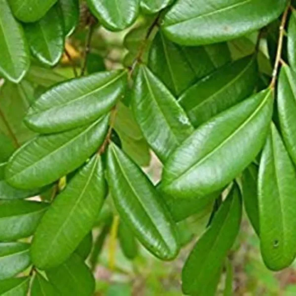 Buy Laxmitaru plant ,Simarouba Glauca, Paradise Tree from Nursery Nisarga