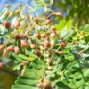 Buy Laxmitaru plant ,Simarouba Glauca, Paradise Tree from Nursery Nisarga