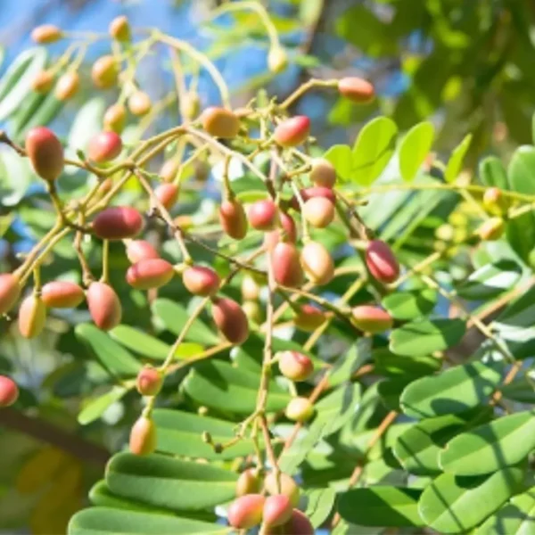 Buy Laxmitaru plant ,Simarouba Glauca, Paradise Tree from Nursery Nisarga