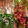 Buy Pack of thunbergia creeper - plant from Nursery Nisarga