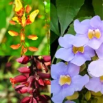 Buy Pack of thunbergia creeper - plant from Nursery Nisarga