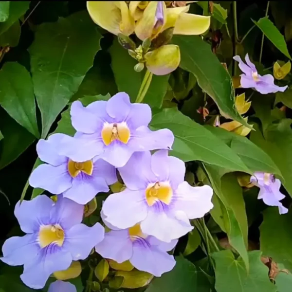 Buy Pack of thunbergia creeper - plant from Nursery Nisarga