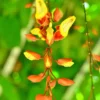 Buy Pack of thunbergia creeper - plant from Nursery Nisarga