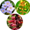 Buy Pack of thunbergia creeper - plant from Nursery Nisarga