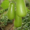 Buy Organic Vegetable Seeds for kitchen Garden "Pack of 8" from Nursery Nisarga