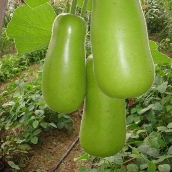 Buy Organic Vegetable Seeds for kitchen Garden "Pack of 8" from Nursery Nisarga