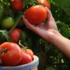 Buy Organic Vegetable Seeds for kitchen Garden "Pack of 8" from Nursery Nisarga