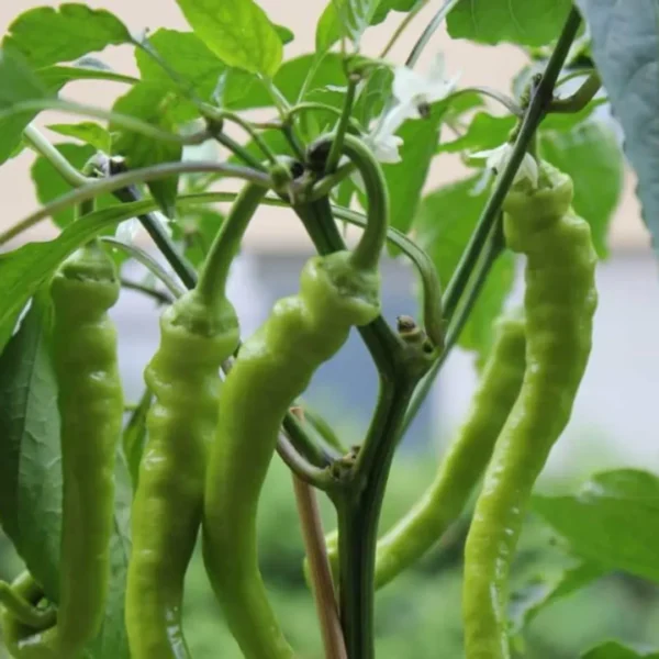 Buy Organic Vegetable Seeds for kitchen Garden "Pack of 8" from Nursery Nisarga