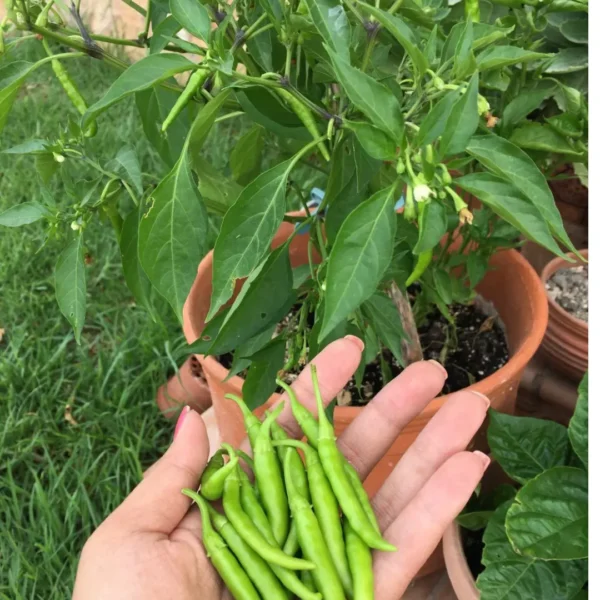 Buy Organic Vegetable Seeds for kitchen Garden "Pack of 8" from Nursery Nisarga