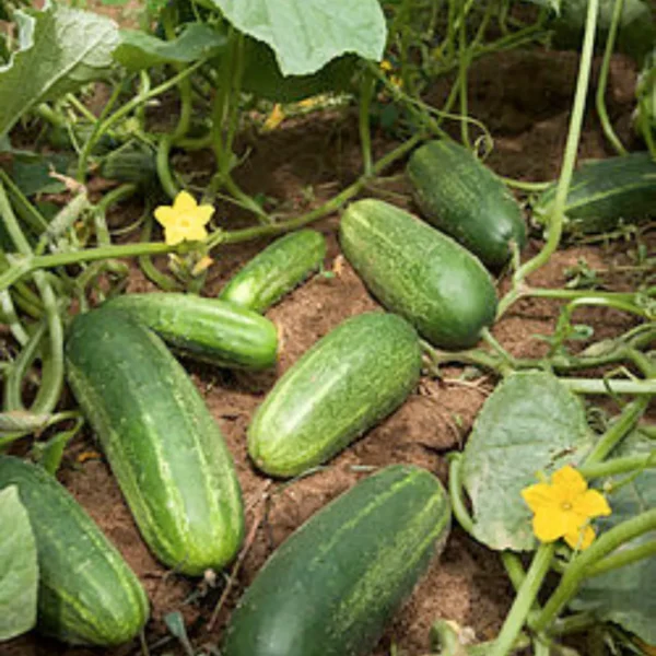 Buy Organic Vegetable Seeds for kitchen Garden "Pack of 8" from Nursery Nisarga
