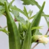 Buy Organic Vegetable Seeds for kitchen Garden "Pack of 8" from Nursery Nisarga