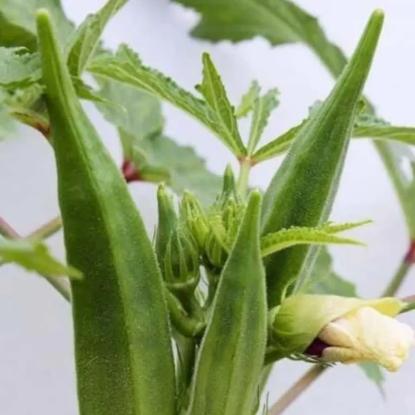Buy Organic Vegetable Seeds for kitchen Garden "Pack of 8" from Nursery Nisarga