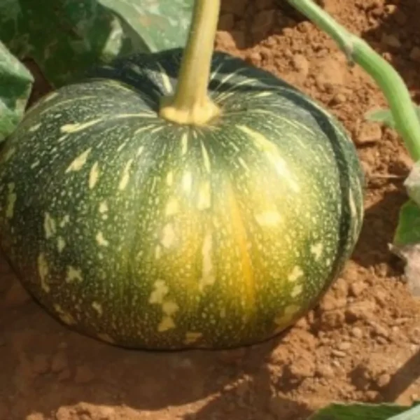 Buy Organic Vegetable Seeds for kitchen Garden "Pack of 8" from Nursery Nisarga