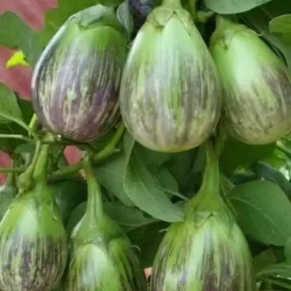 Buy Organic Vegetable Seeds for kitchen Garden "Pack of 8" from Nursery Nisarga