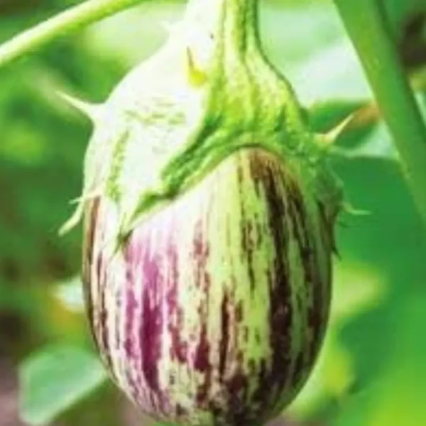 Buy Organic Vegetable Seeds for kitchen Garden "Pack of 8" from Nursery Nisarga