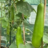Buy Organic Vegetable Seeds for kitchen Garden "Pack of 8" from Nursery Nisarga