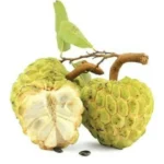 Buy Custard Apple Golden, Annona Squamosa (Golden Sitafal) - Plant from Nursery Nisarga