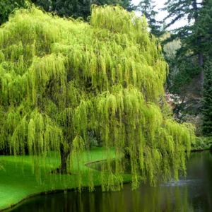 Buy Weeping willow ,Salix babylonica - Tree from Nursery Nisarga