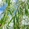 Buy Weeping willow ,Salix babylonica - Tree from Nursery Nisarga