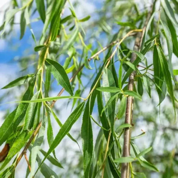 Buy Weeping willow ,Salix babylonica - Tree from Nursery Nisarga