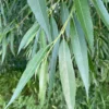 Buy Weeping willow ,Salix babylonica - Tree from Nursery Nisarga