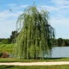 Buy Weeping willow ,Salix babylonica - Tree from Nursery Nisarga