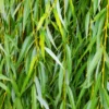 Buy Weeping willow ,Salix babylonica - Tree from Nursery Nisarga