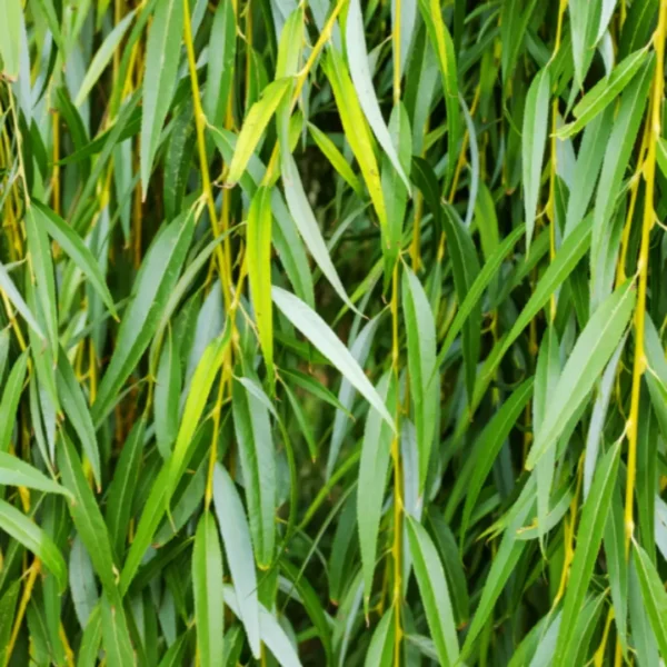 Buy Weeping willow ,Salix babylonica - Tree from Nursery Nisarga