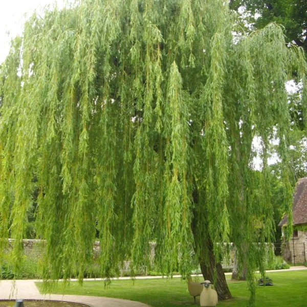 Buy Weeping willow ,Salix babylonica - Tree from Nursery Nisarga