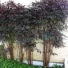 Buy Leea coccinea, Rubra - plant from Nursery Nisarga