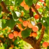 Buy Apricot (Prunus Armeniaca) - Plant from Nursery nisarga