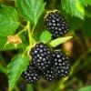 Buy Blackberry ,Rubus Fruticosus - Plant from Nursery Nisarga
