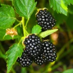 Buy Blackberry ,Rubus Fruticosus - Plant from Nursery Nisarga