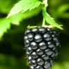 Buy Blackberry ,Rubus Fruticosus - Plant from Nursery Nisarga