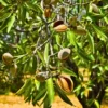 Buy Kashmiri Almond (Badam) - Plant from Nursery Nisarga