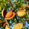 Buy Kashmiri Almond (Badam) - Plant from Nursery Nisarga