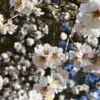 Buy Kashmiri Almond (Badam) - Plant from Nursery Nisarga