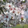 Buy Kashmiri Almond (Badam) - Plant from Nursery Nisarga