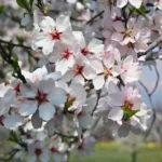 Buy Kashmiri Almond (Badam) - Plant from Nursery Nisarga