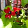 Buy Mickey Mouse, Ochna Serrulata - Plant from Nursery Nisarga