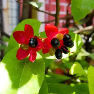 Buy Mickey Mouse, Ochna Serrulata - Plant from Nursery Nisarga