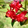 Buy Mickey Mouse, Ochna Serrulata - Plant from Nursery Nisarga
