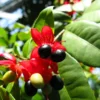 Buy Mickey Mouse, Ochna Serrulata - Plant from Nursery Nisarga