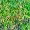 Buy Miswak Tree, Salvadora Persica - Plant from Nursery Nisarga