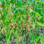 Buy Miswak Tree, Salvadora Persica - Plant from Nursery Nisarga