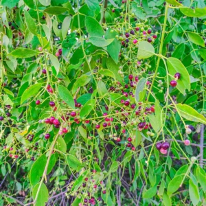 Buy Miswak Tree, Salvadora Persica - Plant from Nursery Nisarga