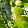 Buy Noni (Morinda Citrifolia) - Plant from Nursery Nisarga