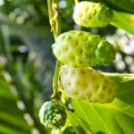 Buy Noni (Morinda Citrifolia) - Plant from Nursery Nisarga