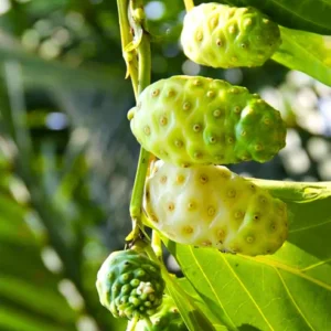 Buy Noni (Morinda Citrifolia) - Plant from Nursery Nisarga